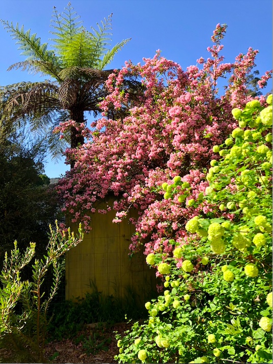 Spring Bloom